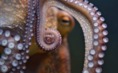 De Tao van de Octopus