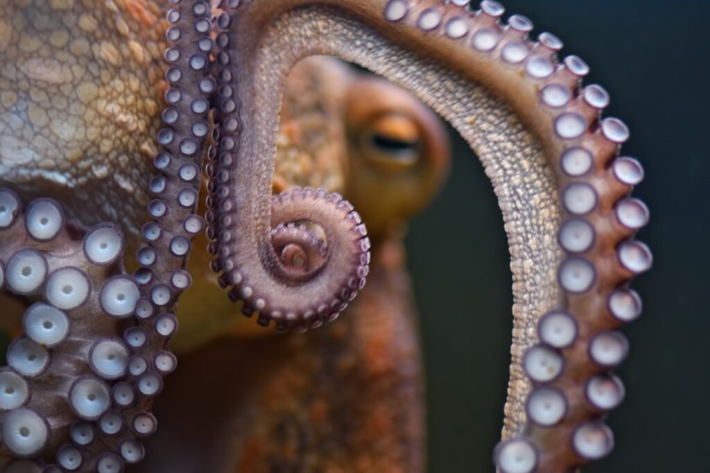 Octopus3-1024×683