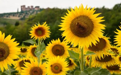 Virussen: bestaan ze nou wel of niet?