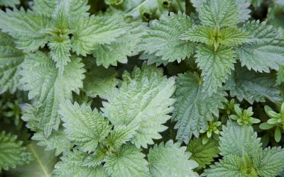 Ontgiften – maar hoe?