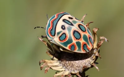 De ziekte van Lyme