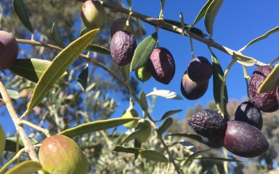 Gedachten zijn net olijven