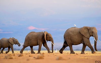 De psychotische kracht van de overtreffende trap