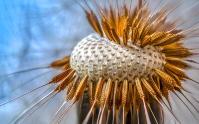 Viruses don’t cause disease, because they don’t exist