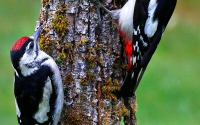 People are not gone when they are dead