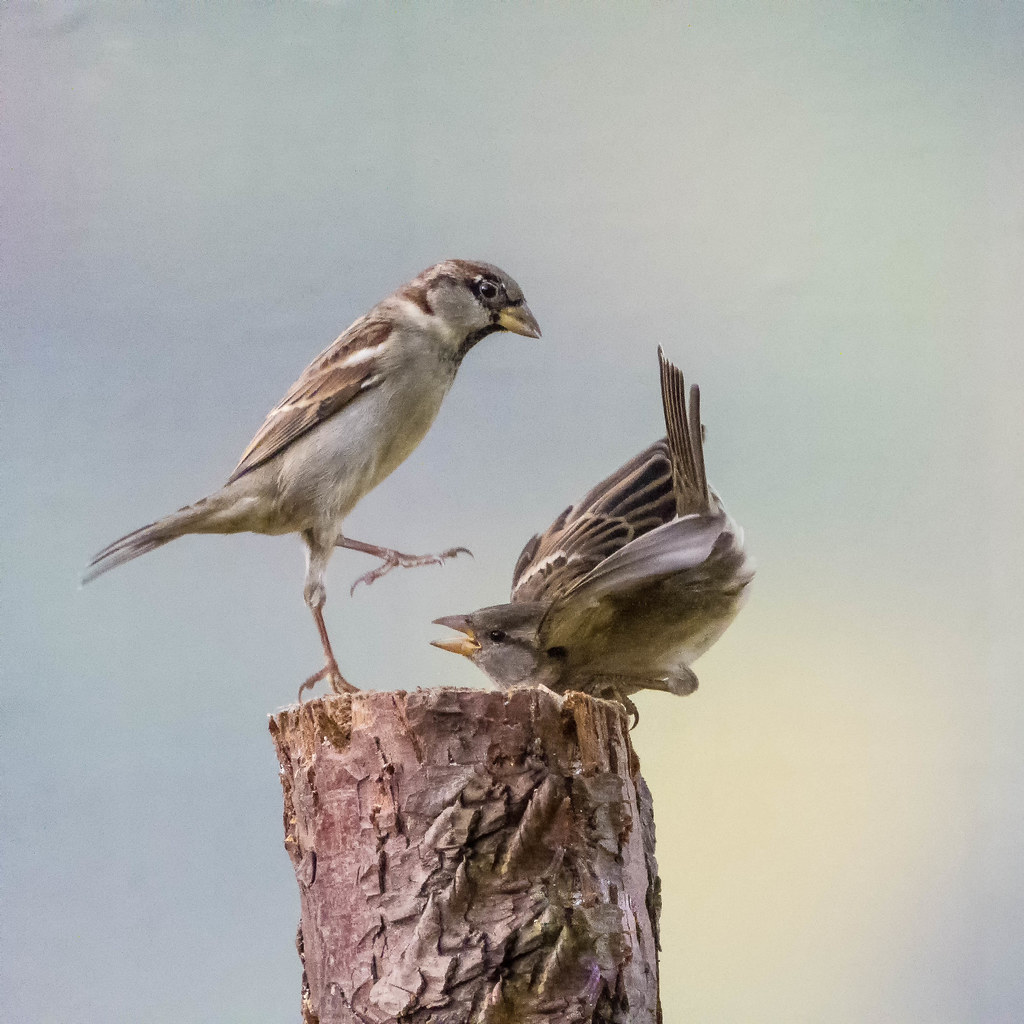 vogels